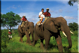 Elephant-back safari, Victoria Falls, Zimbabwe